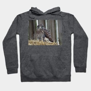 Fledgling Kestrel Hoodie